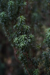 Fototapeta na wymiar macro pine branch textured background