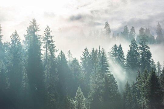 Fog in the forest © Galyna Andrushko