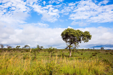 South Africa. The Kruger Park