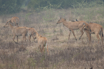 Plakat Herd of nilgai Boselaphus tragocamelus. Females and calves. Keoladeo Ghana National Park. Bharatpur. Rajasthan. India.