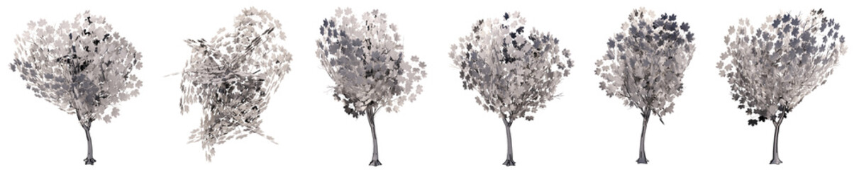 Set or collection of drawings of trees isolated on white background . Concept or conceptual 3d illustration for nature, ecology and conservation, strength and endurance, force and life