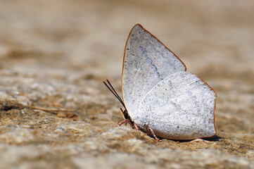 A white butterfly(Curetis acuta Moore) resting on the stone surface