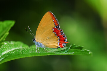 A butterfly (Heliophorus phoenicoparyphus) stops on a leaf
