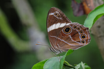 A butterfly (Lethe confusa) rests on a leaf
