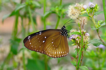 Close-up of a butterfly (Euploea midamus) collecting nectar
