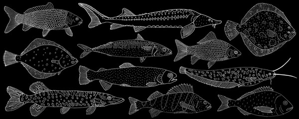 Set of sea and river fish hand drawn. White contour of different fish on black background, collection. Vector illustration.