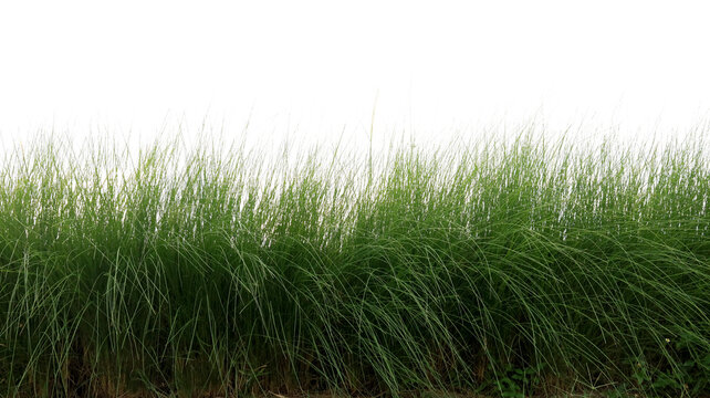 Slender leaf grass isolated on white background