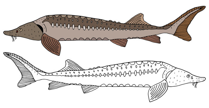 sturgeon fish drawing, brown and black outline clip art preview