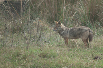 Golden jackal Canis aureus indicus. Keoladeo Ghana National Park. Bharatpur. Rajasthan. India.