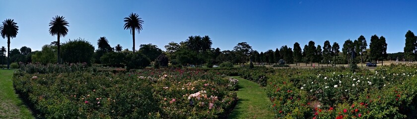 Beautiful panoramic view of a garden with flowers and plants in the park, Centennial park, Sydney, New south Wales, Australia
