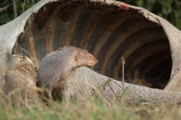 Indian grey mongoose Herpestes edwardsii next to a dead zebu. Keoladeo Ghana National Park. Bharatpur. Rajasthan. India.