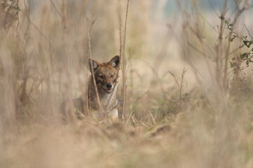 Golden jackal Canis aureus indicus. Keoladeo Ghana National Park. Bharatpur. Rajasthan. India.