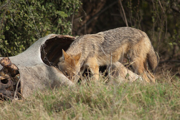 Fototapeta premium Golden jackal Canis aureus indicus eating a dead zebu. Keoladeo Ghana National Park. Bharatpur. Rajasthan. India.