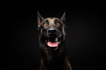 Portrait of a Belgian shepherd dog on an isolated black background.
