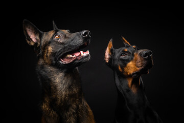 Portrait of a Belgian shepherd dog and a Doberman on an isolated black background.