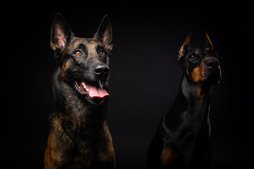 Portrait of a Belgian shepherd dog and a Doberman on an isolated black background.