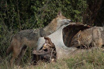 Golden jackals Canis aureus indicus eating a dead zebu. Keoladeo Ghana National Park. Bharatpur. Rajasthan. India.