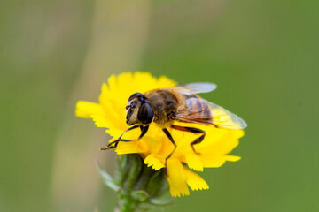 bee on flower