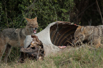 Golden jackals Canis aureus indicus eating a dead zebu. Keoladeo Ghana National Park. Bharatpur. Rajasthan. India.