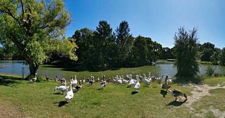 Flock of ducks and geese in the park, Centennial park, Sydney, New south Wales, Australia

