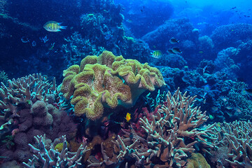 coral reef macro / texture, abstract marine ecosystem background on a coral reef