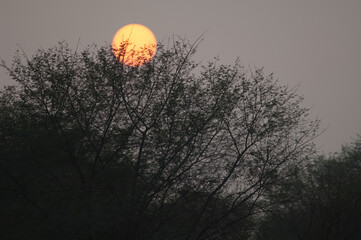 Sunset in Keoladeo Ghana National Park at Bharatpur. Rajasthan. India.