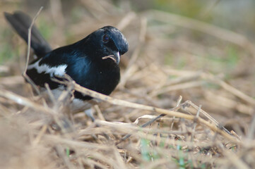 Obraz premium Male Oriental magpie robin Copsychus saularis with nesting material. Keoladeo Ghana National Park. Bharatpur. Rajasthan. India.