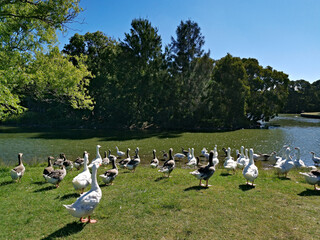 Flock of ducks and geese in the park, Centennial park, Sydney, New south Wales, Australia

