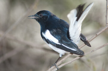 Fototapeta premium Male Oriental magpie robin Copsychus saularis calling. Keoladeo Ghana National Park. Bharatpur. Rajasthan. India.