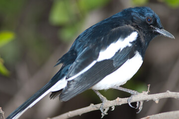 Obraz premium Male Oriental magpie robin Copsychus saularis. Keoladeo Ghana National Park. Bharatpur. Rajasthan. India.
