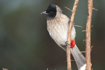 Red-vented bulbul Pycnonotus cafer on a branch. Keoladeo Ghana National Park. Bharatpur. Rajasthan. India.