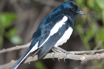 Male Oriental magpie robin Copsychus saularis. Keoladeo Ghana National Park. Bharatpur. Rajasthan. India.