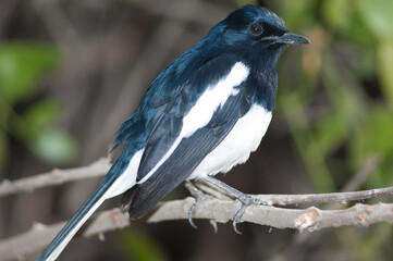 Male Oriental magpie robin Copsychus saularis. Keoladeo Ghana National Park. Bharatpur. Rajasthan. India.
