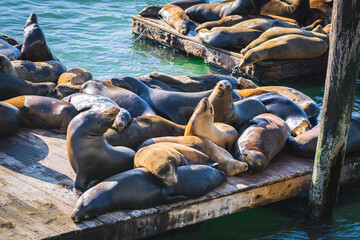 The famous California sea lions basking on the wooden platform at Pier 39 in San Francisco