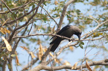 House crow Corvus splendens on a branch. Keoladeo Ghana National Park. Bharatpur. Rajasthan. India.