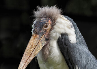 portrait vom marabu, der in die kamera guckt, einem Storch und Aasfresser aus Afrika, leptoptilos crumeniferus, Hintergrund dunkel
