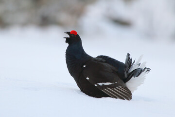 Singing love in the winter country, (Tetrao tetrix). The black grouse male