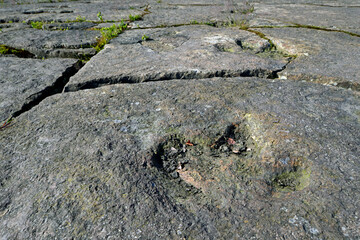 Dinosaurierfährten auf dem Bückeberg in Obernkirchen (Niedersachsen) // Dinosaur tracks in Germany © bennytrapp
