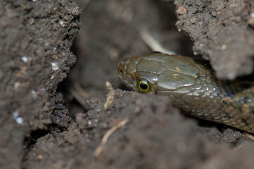 Checkered keelback Xenochrophis piscator on the ground. Keoladeo Ghana National Park. Bharatpur. Rajasthan. India.