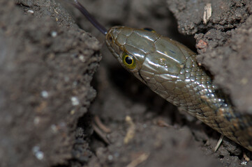 Checkered keelback Xenochrophis piscator on the ground. Keoladeo Ghana National Park. Bharatpur. Rajasthan. India.