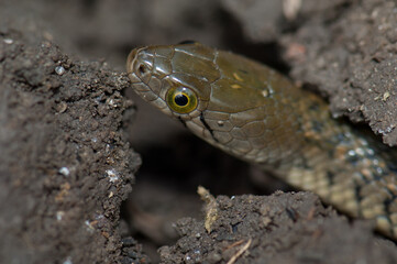 Checkered keelback Xenochrophis piscator on the ground. Keoladeo Ghana National Park. Bharatpur. Rajasthan. India.