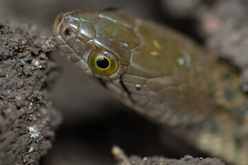 Checkered keelback Xenochrophis piscator on the ground. Keoladeo Ghana National Park. Bharatpur. Rajasthan. India.