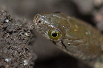 Checkered keelback Xenochrophis piscator on the ground. Keoladeo Ghana National Park. Bharatpur. Rajasthan. India.