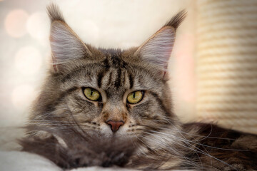 Cats Portrait Photo of a Maine Coon cat.