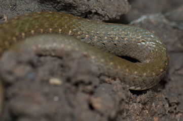 Checkered keelback Xenochrophis piscator on the ground. Keoladeo Ghana National Park. Bharatpur. Rajasthan. India.