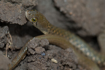 Checkered keelback Xenochrophis piscator on the ground. Keoladeo Ghana National Park. Bharatpur. Rajasthan. India.