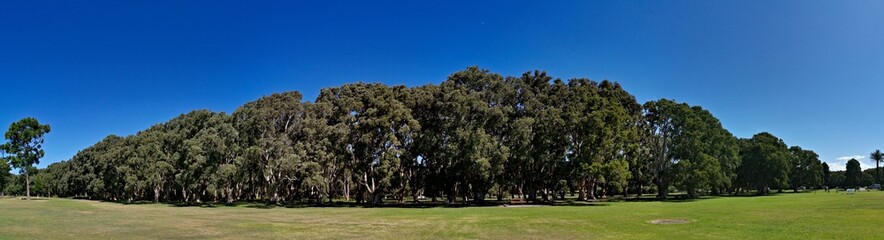 Beautiful panoramic view of a public park with green grass, tall trees and deep blue sky in the background, Centennial park, Sydney, New South Wales, Australia
