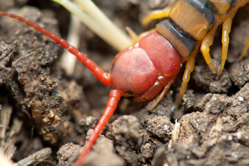 Centipede Scolopendra sp. on the ground. Keoladeo Ghana National Park. Bharatpur. Rajasthan. India.
