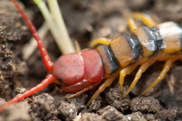 Centipede Scolopendra sp. on the ground. Keoladeo Ghana National Park. Bharatpur. Rajasthan. India.