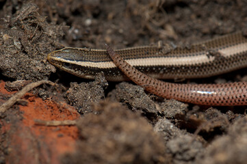 Bronze grass skink Eutropis macularia. Keoladeo Ghana National Park. Bharatpur. Rajasthan. India.